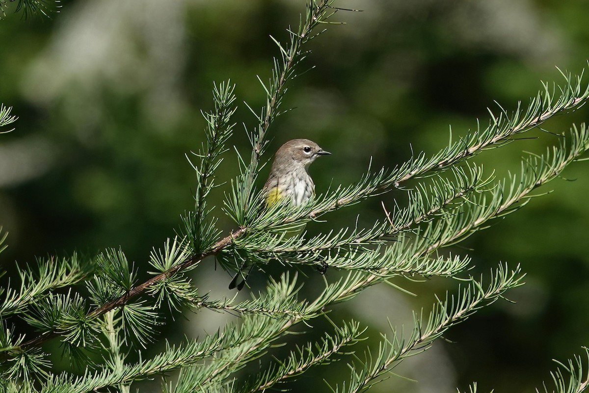 Yellow-rumped Warbler - Carol Speck