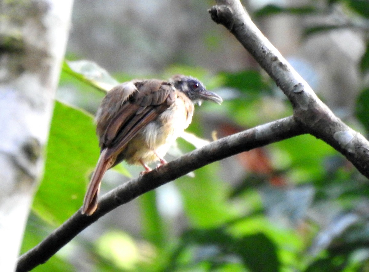 Gray-cheeked Bulbul - ML623095072