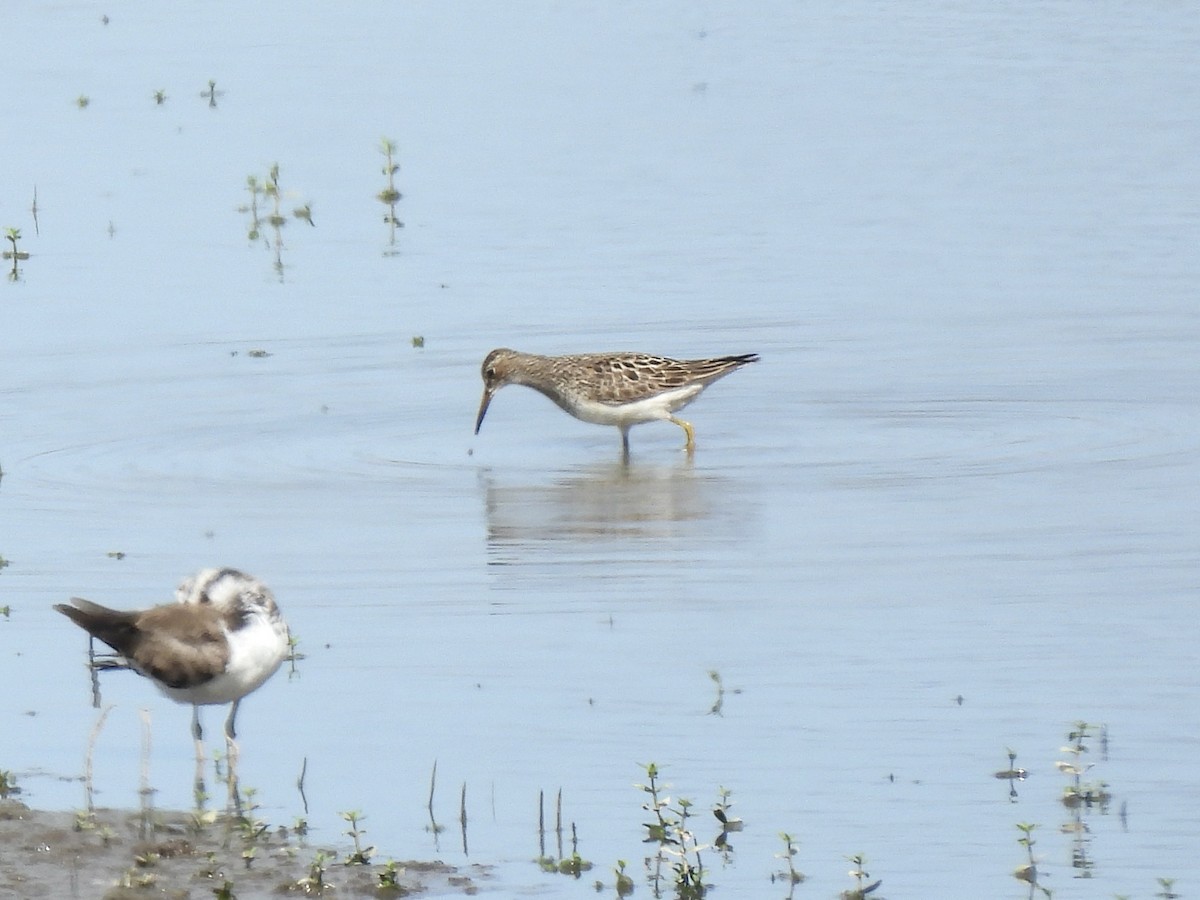 Pectoral Sandpiper - ML623095076