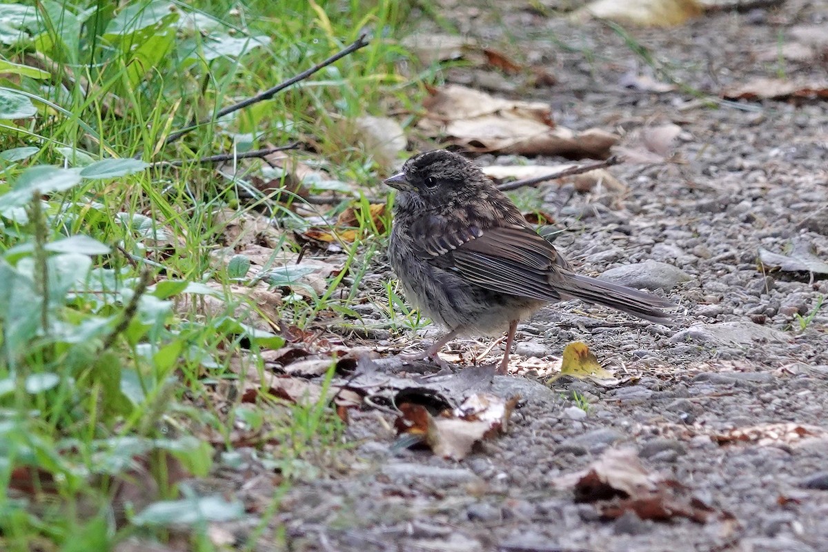 White-throated Sparrow - ML623095092