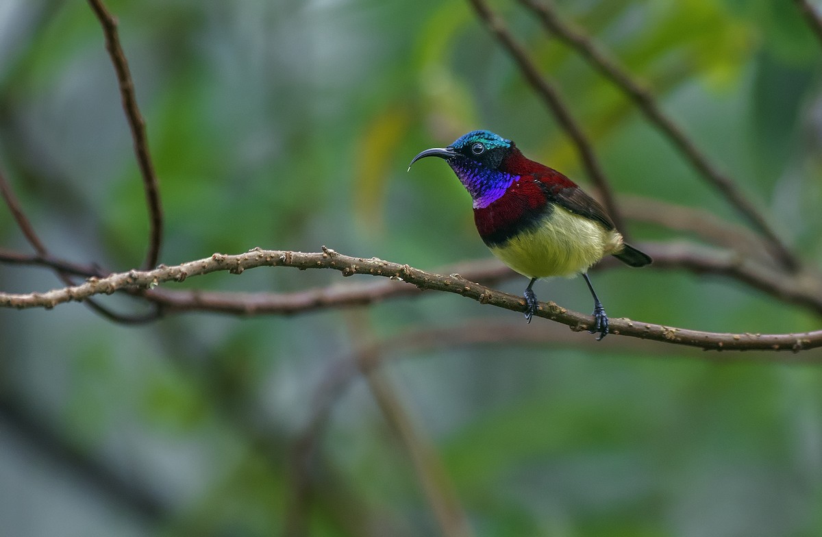 Crimson-backed Sunbird - ML623095107