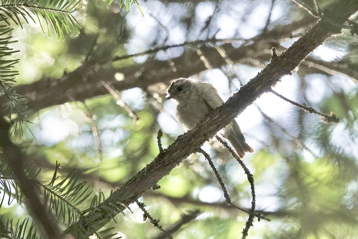 Golden-crowned Kinglet - ML623095117