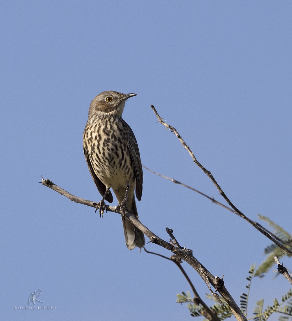 Sage Thrasher - ML623095121