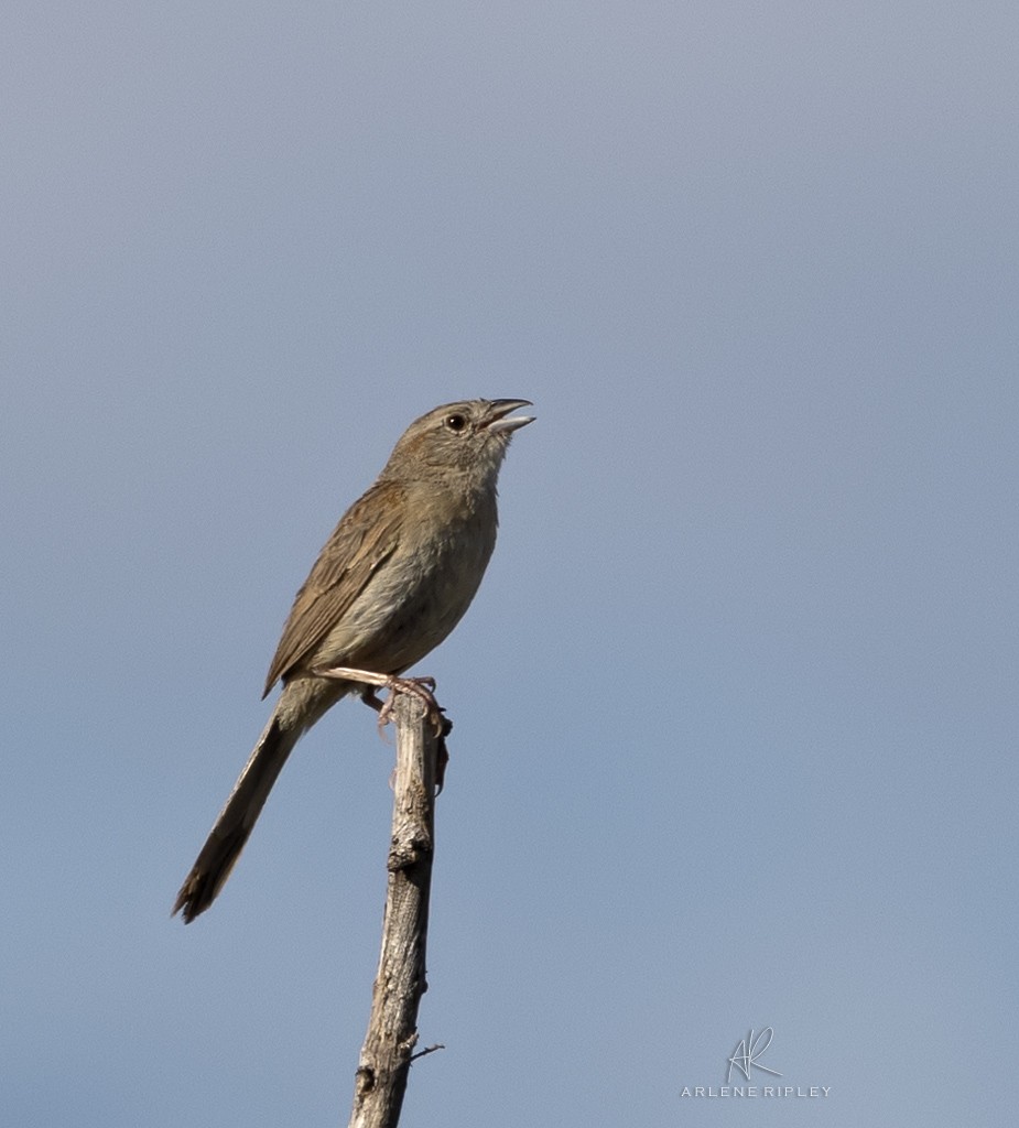 Botteri's Sparrow - ML623095127