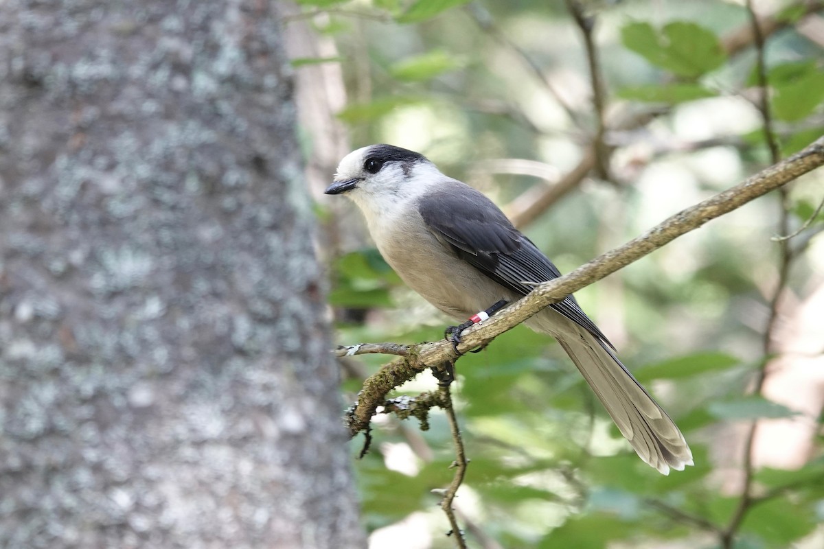 Canada Jay - ML623095161