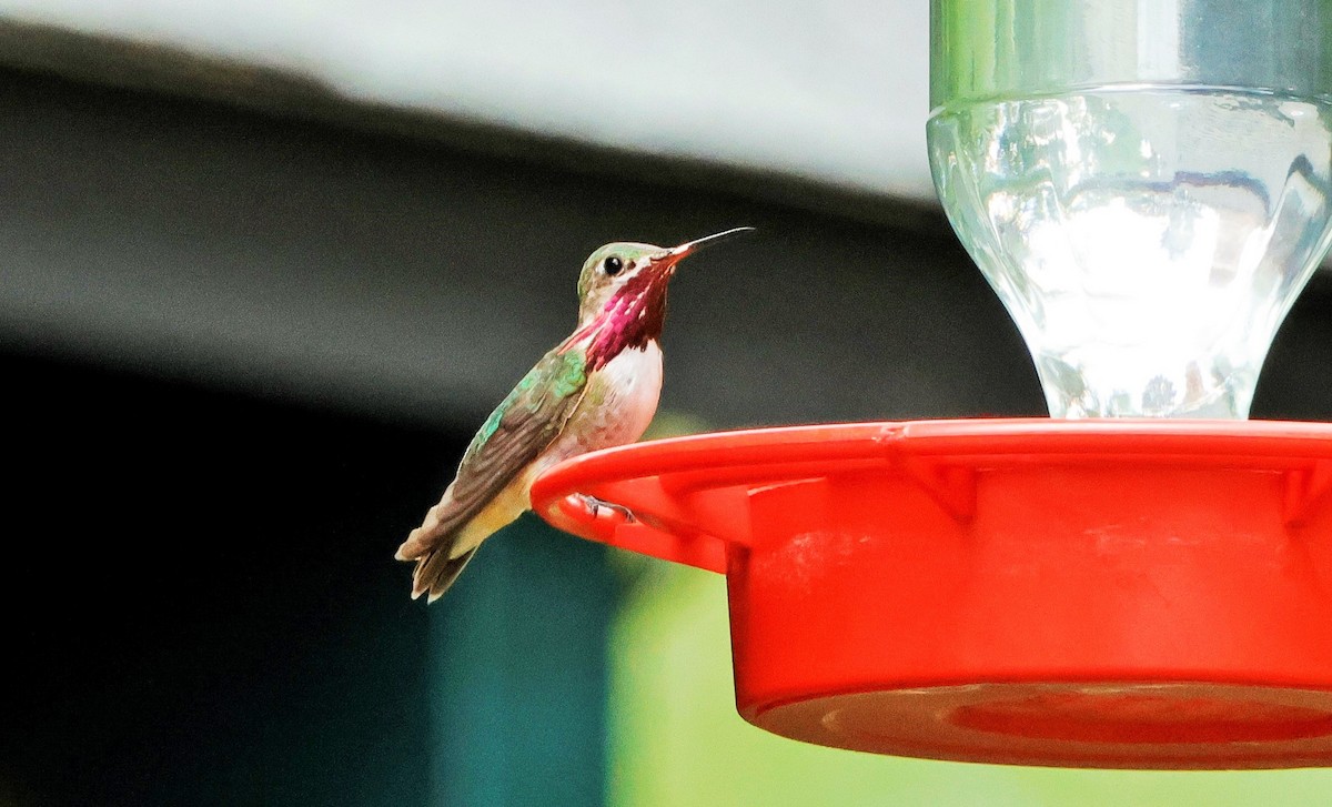 Calliope Hummingbird - ML623095165