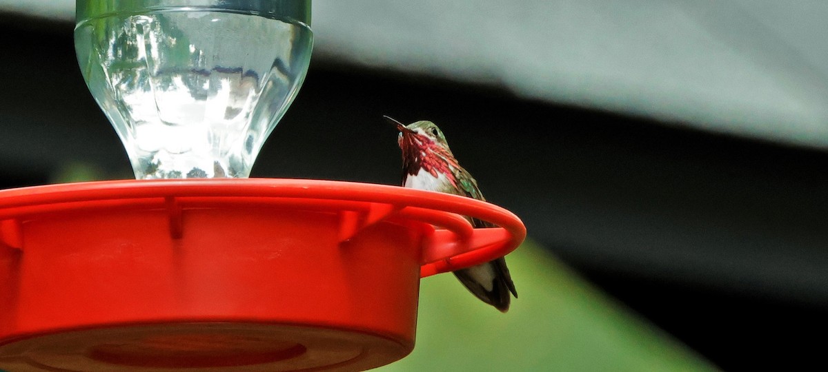 Calliope Hummingbird - ML623095168