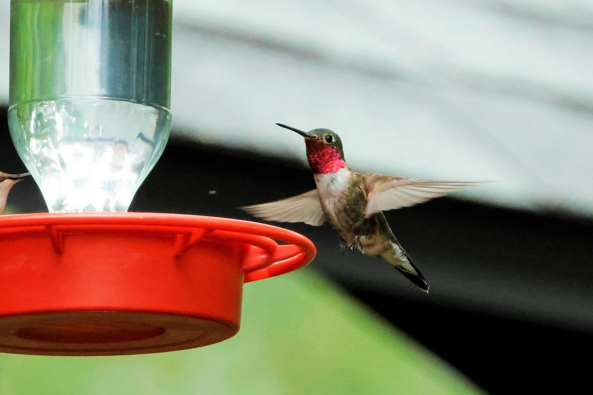 Broad-tailed Hummingbird - ML623095181