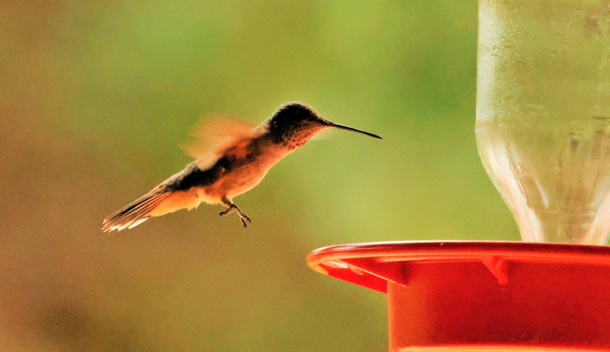 Broad-tailed Hummingbird - ML623095182