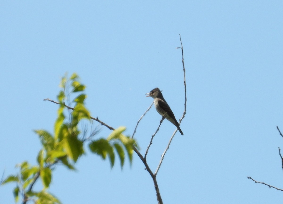 Olive-sided Flycatcher - ML623095268