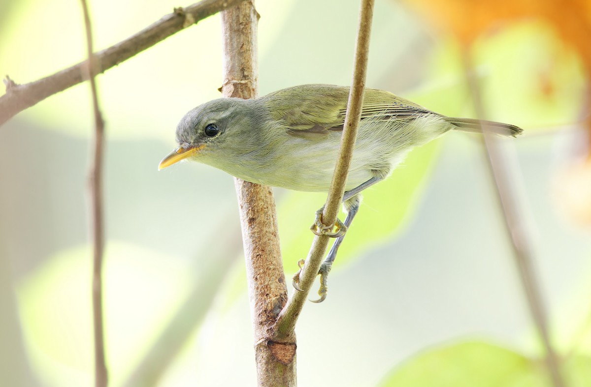 Numfor Leaf Warbler - ML623095269