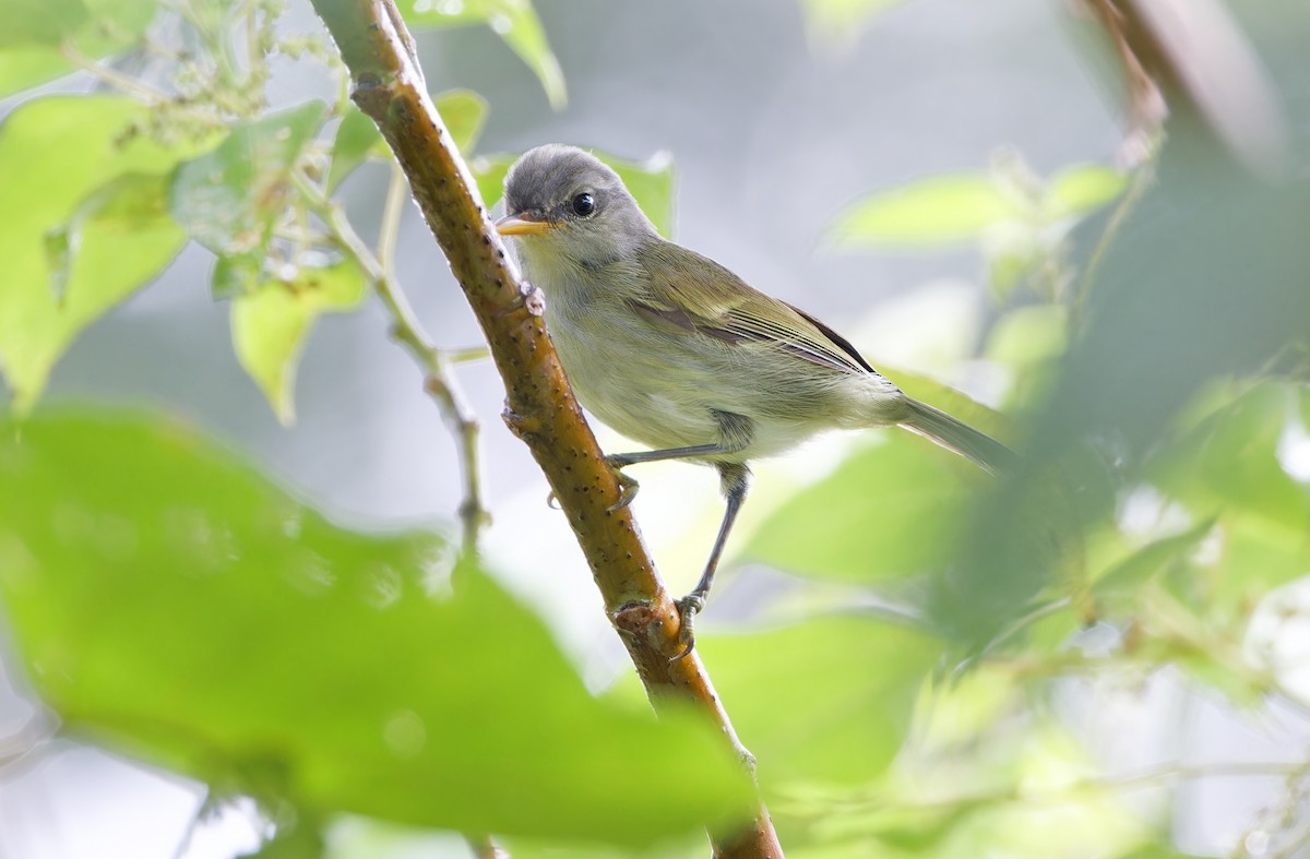 Numfor Leaf Warbler - ML623095270