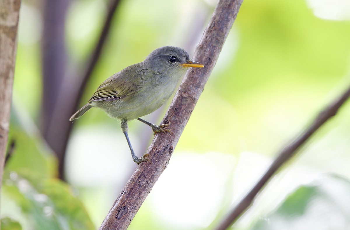 Numfor Leaf Warbler - ML623095272