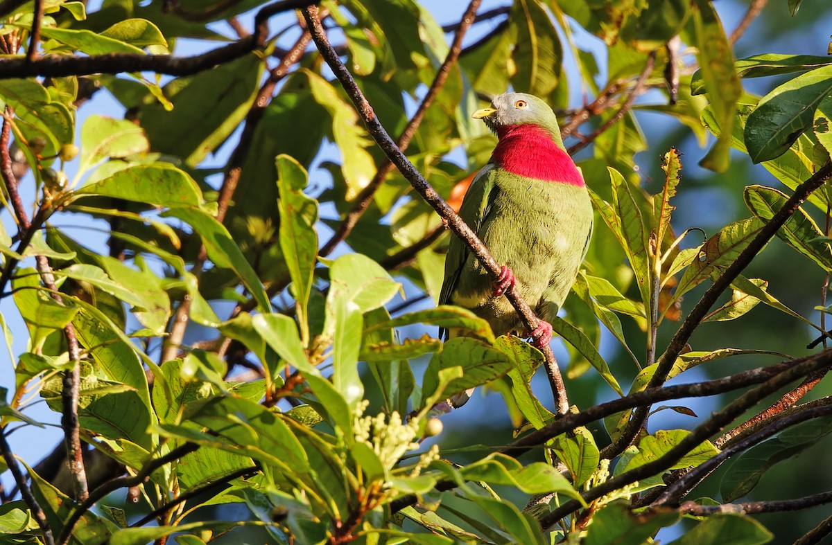 Claret-breasted Fruit-Dove - ML623095330
