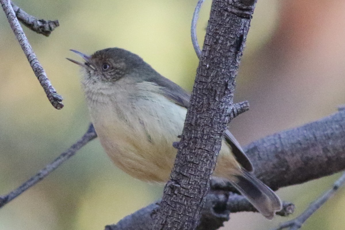 Buff-rumped Thornbill - ML623095369