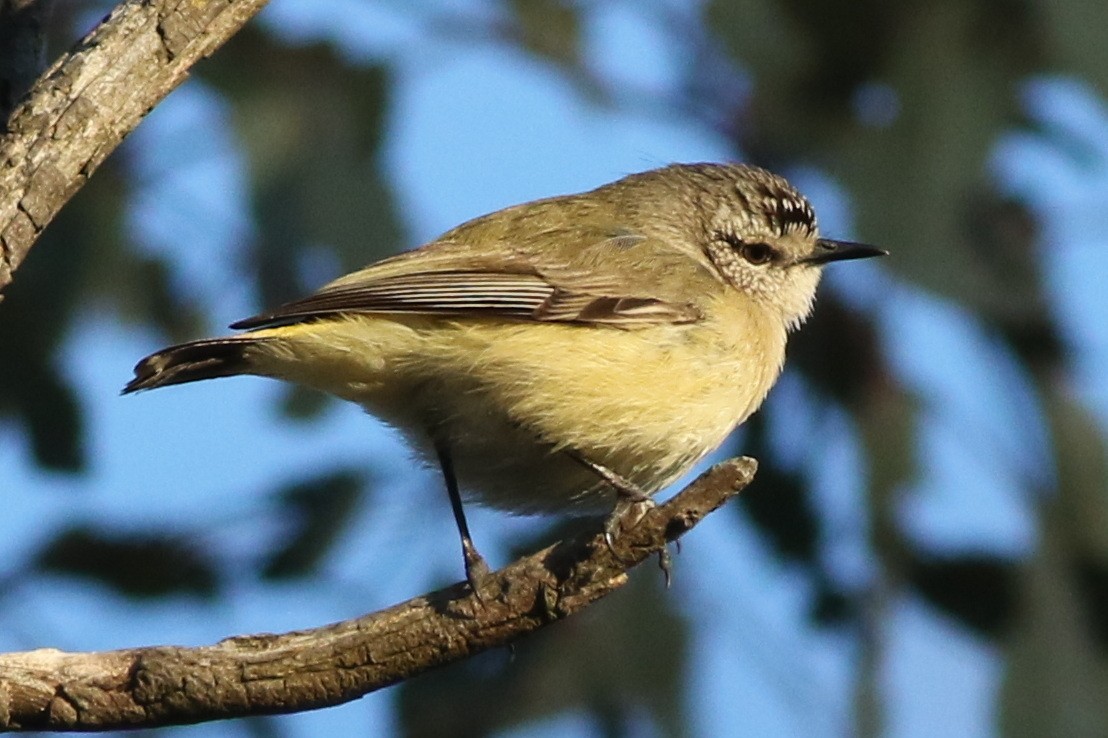 Yellow-rumped Thornbill - ML623095371