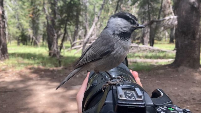 Mountain Chickadee - ML623095381