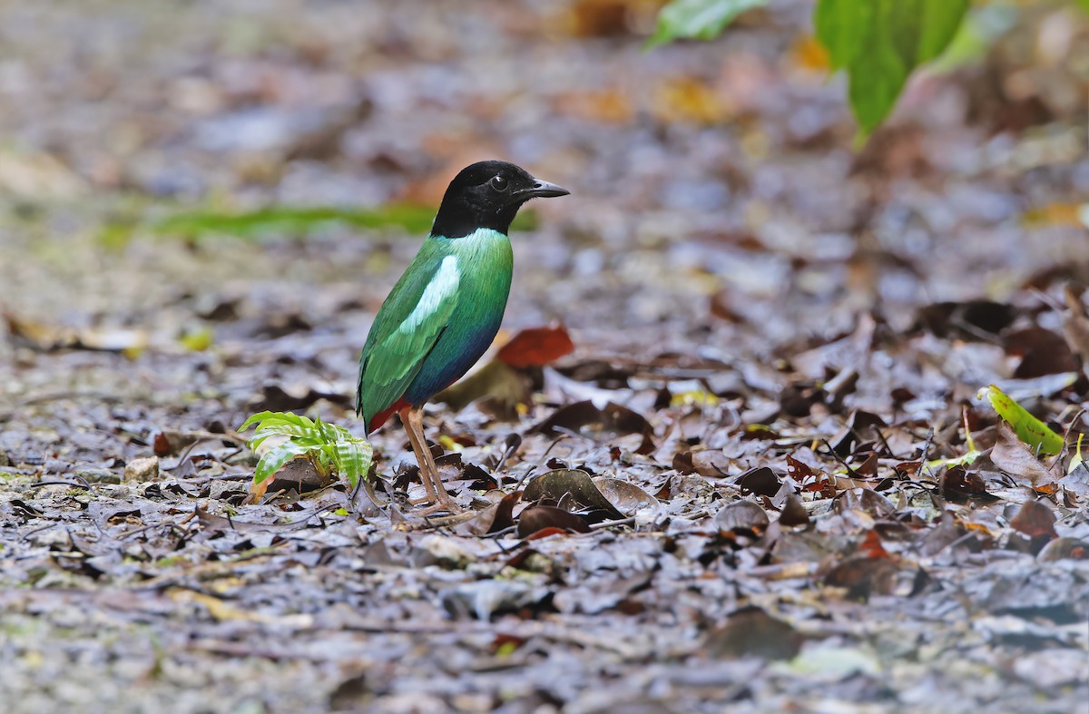 Eastern Hooded Pitta (Numfor) - ML623095390