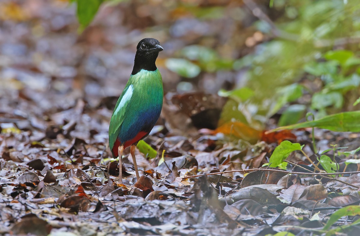 Eastern Hooded Pitta (Numfor) - ML623095391