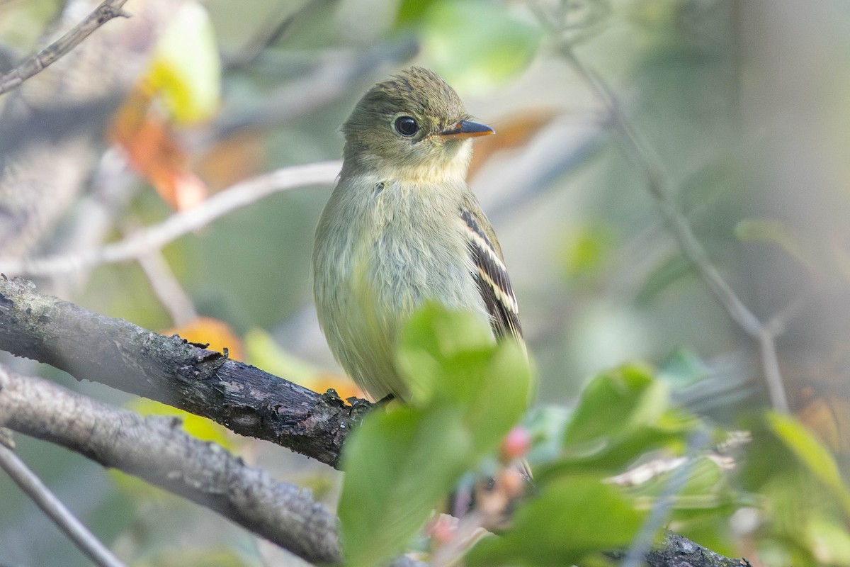 Yellow-bellied Flycatcher - ML623095413