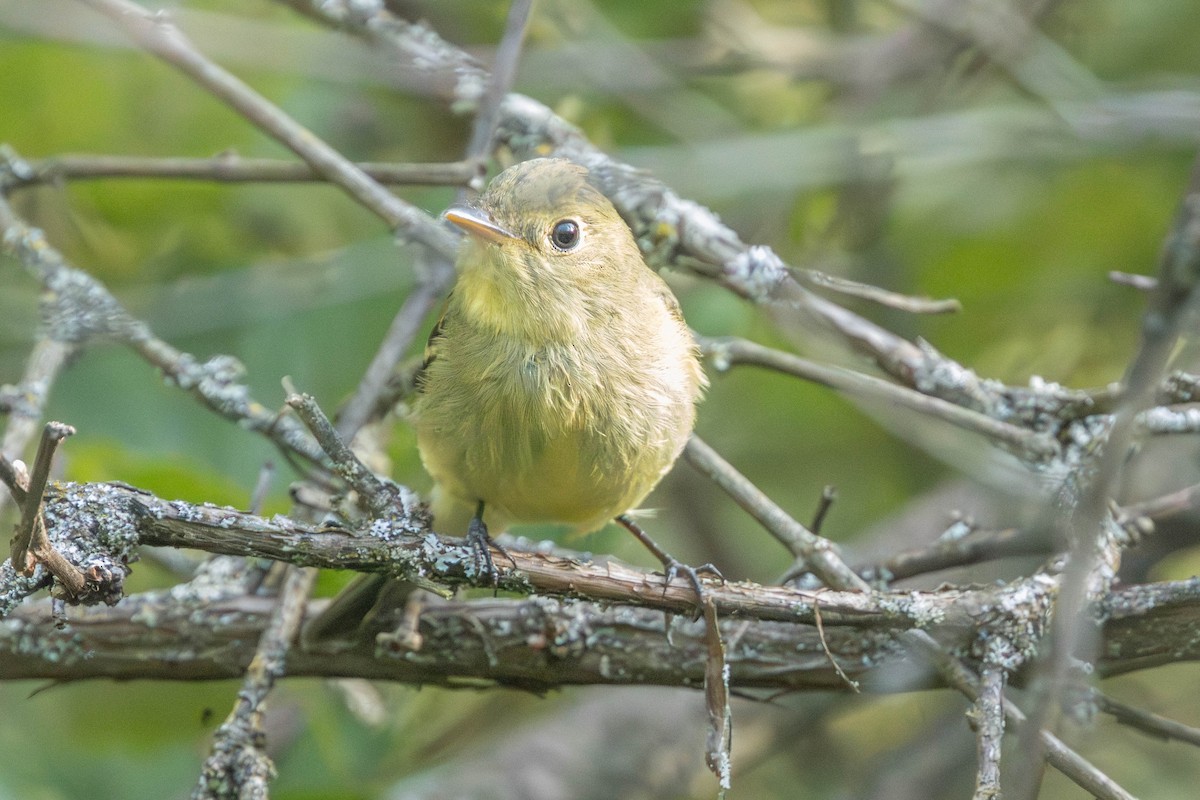 Yellow-bellied Flycatcher - ML623095414