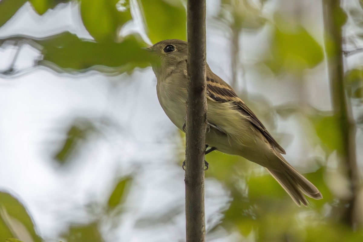 Acadian Flycatcher - ML623095418