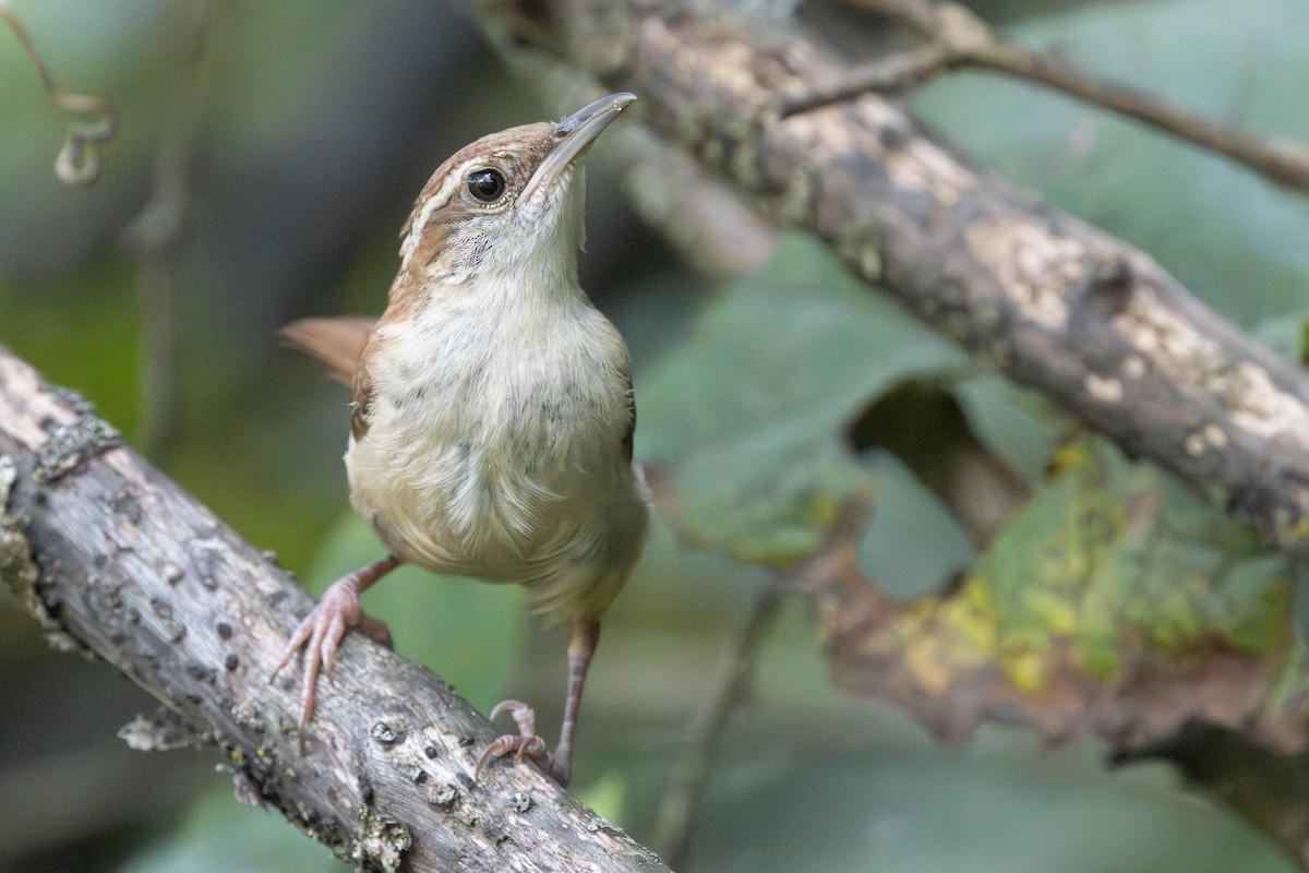 Carolina Wren - ML623095421