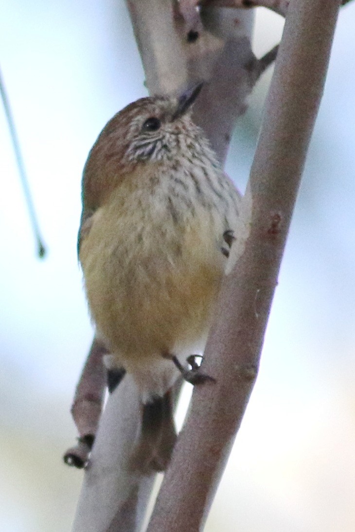 Striated Thornbill - ML623095455