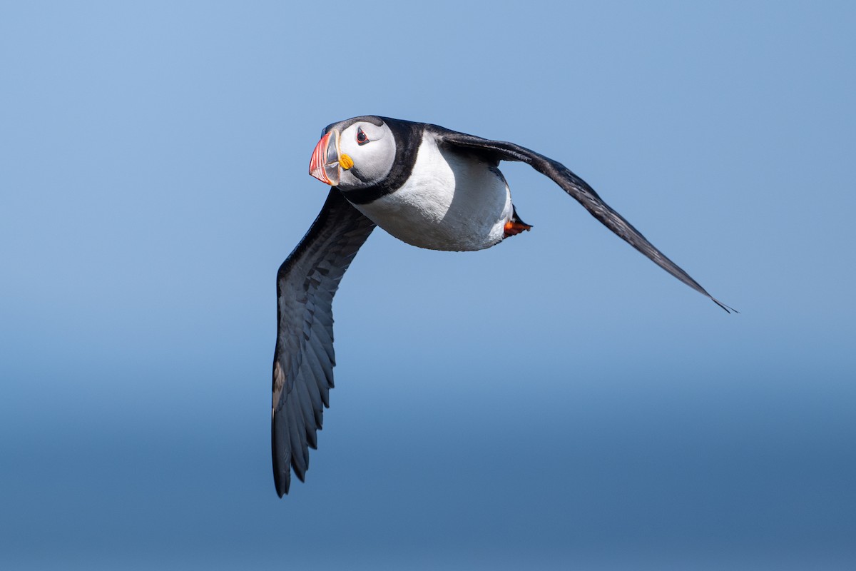 Atlantic Puffin - ML623095478