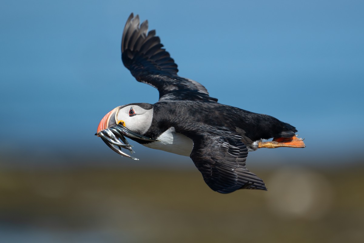 Atlantic Puffin - ML623095483