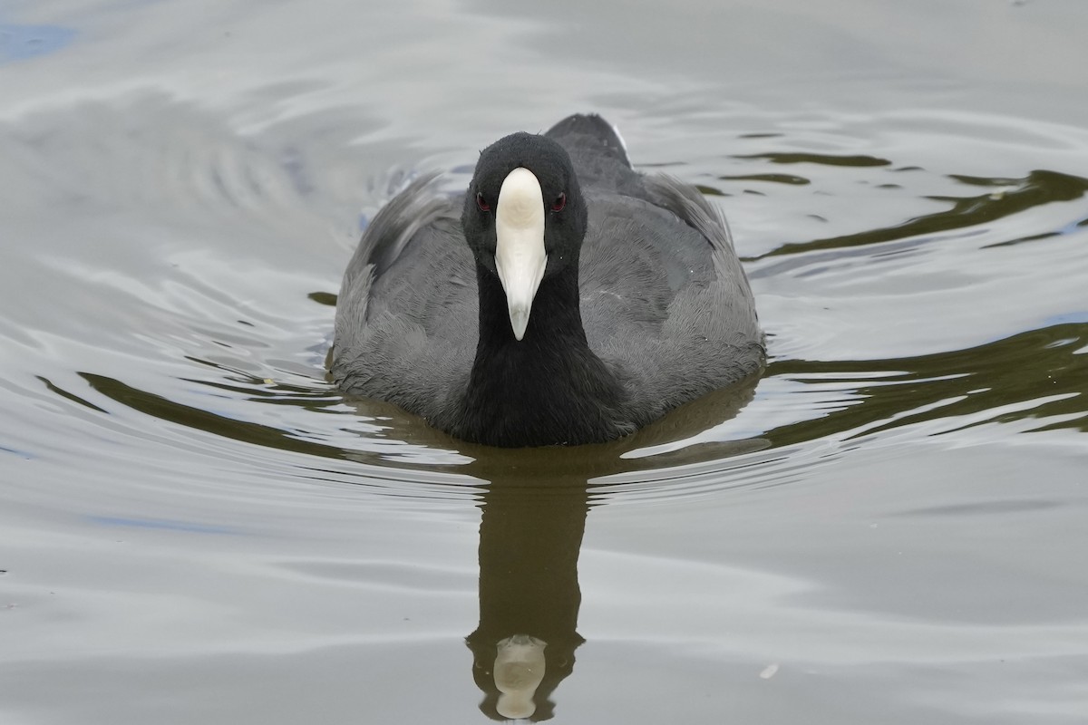 Hawaiian Coot - ML623095544