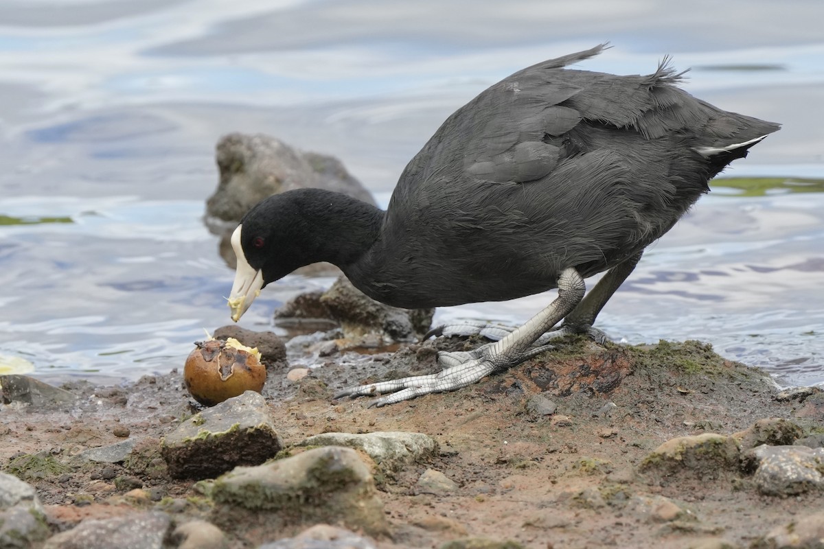 Hawaiian Coot - ML623095546