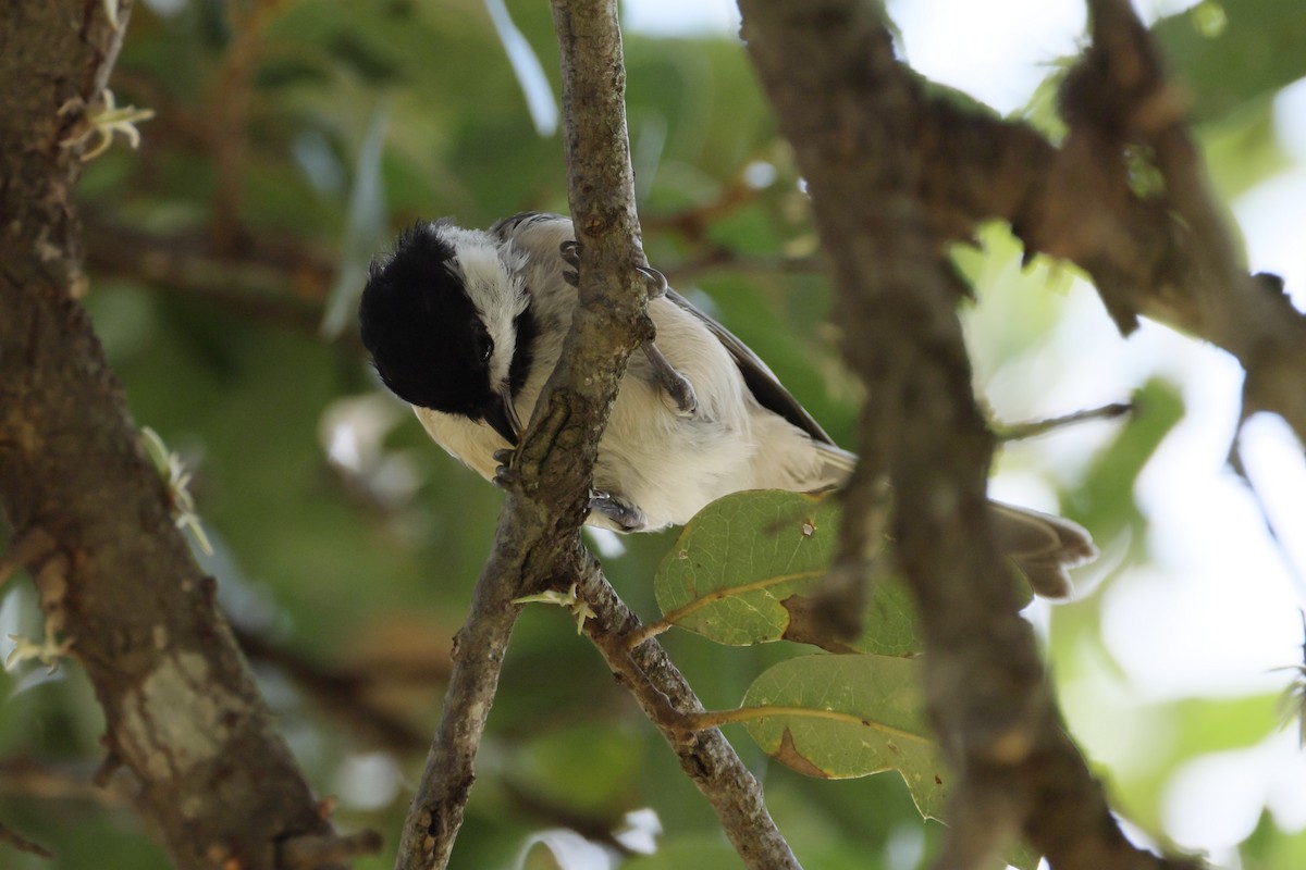 Carolina Chickadee - ML623095621