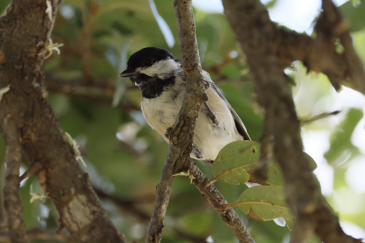 Carolina Chickadee - ML623095627