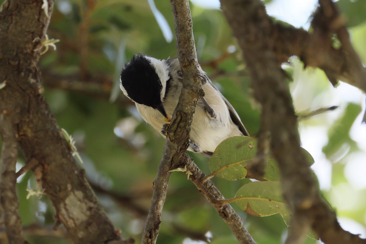 Carolina Chickadee - ML623095628