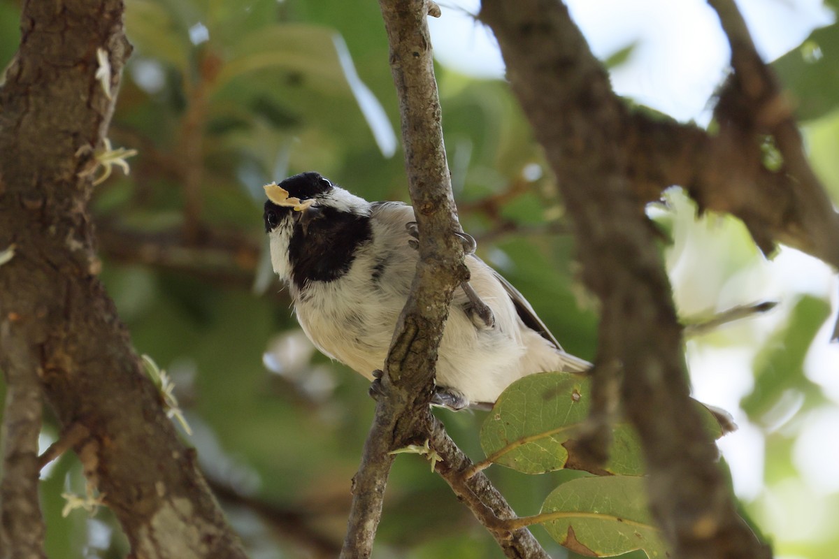 Carolina Chickadee - ML623095630