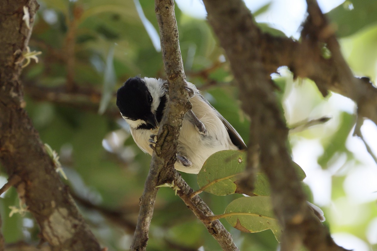 Carolina Chickadee - ML623095632