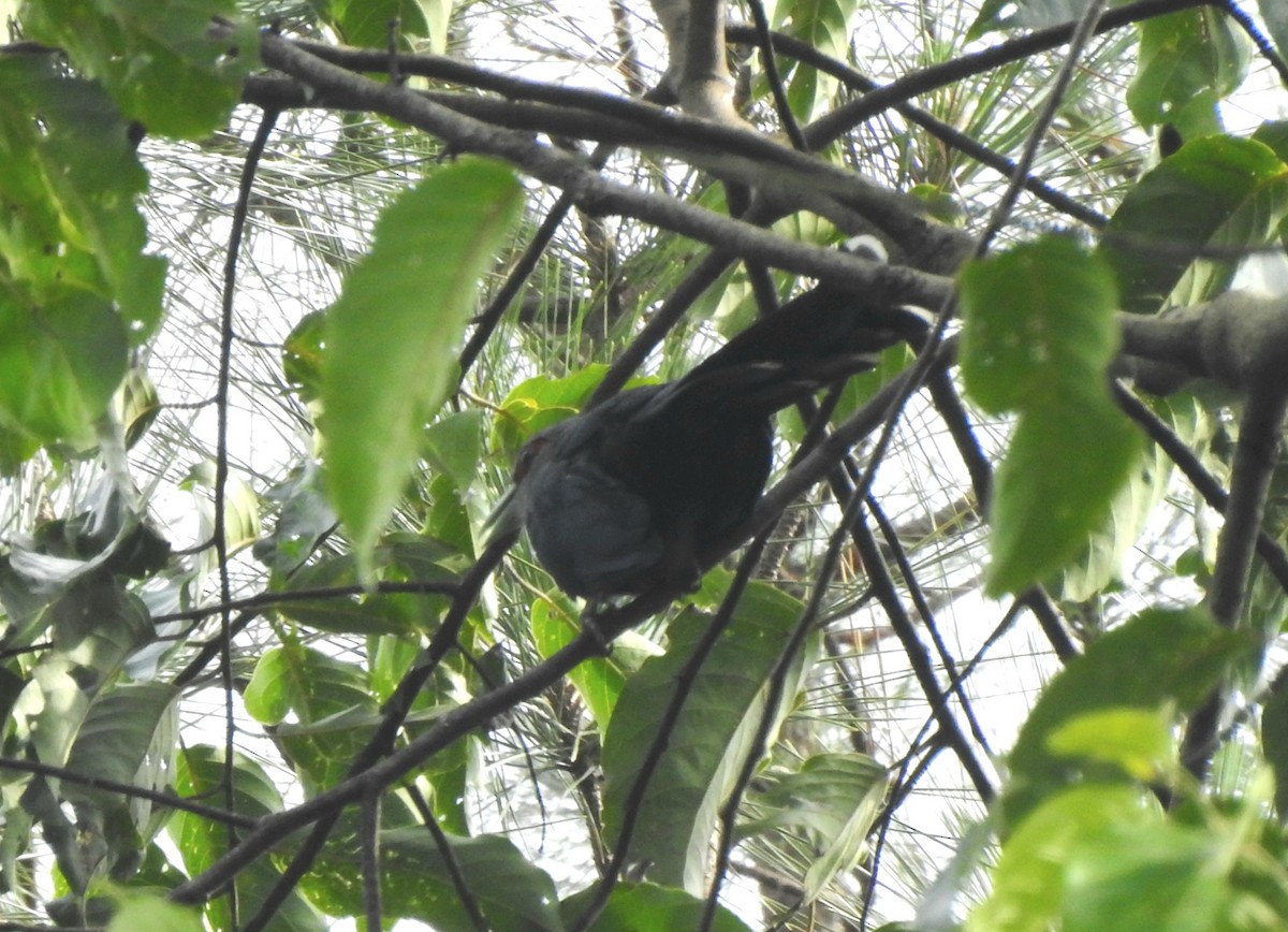 Black-bellied Malkoha - ML623095643