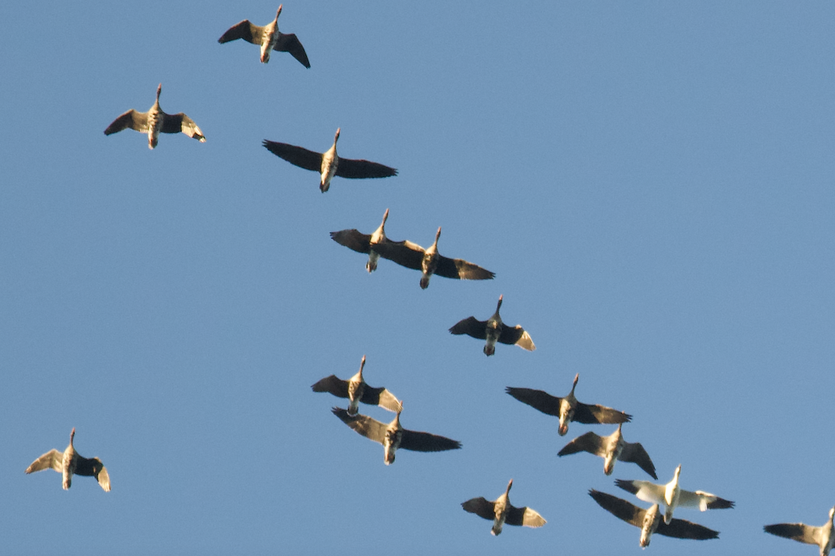 Greater White-fronted Goose - ML623095654