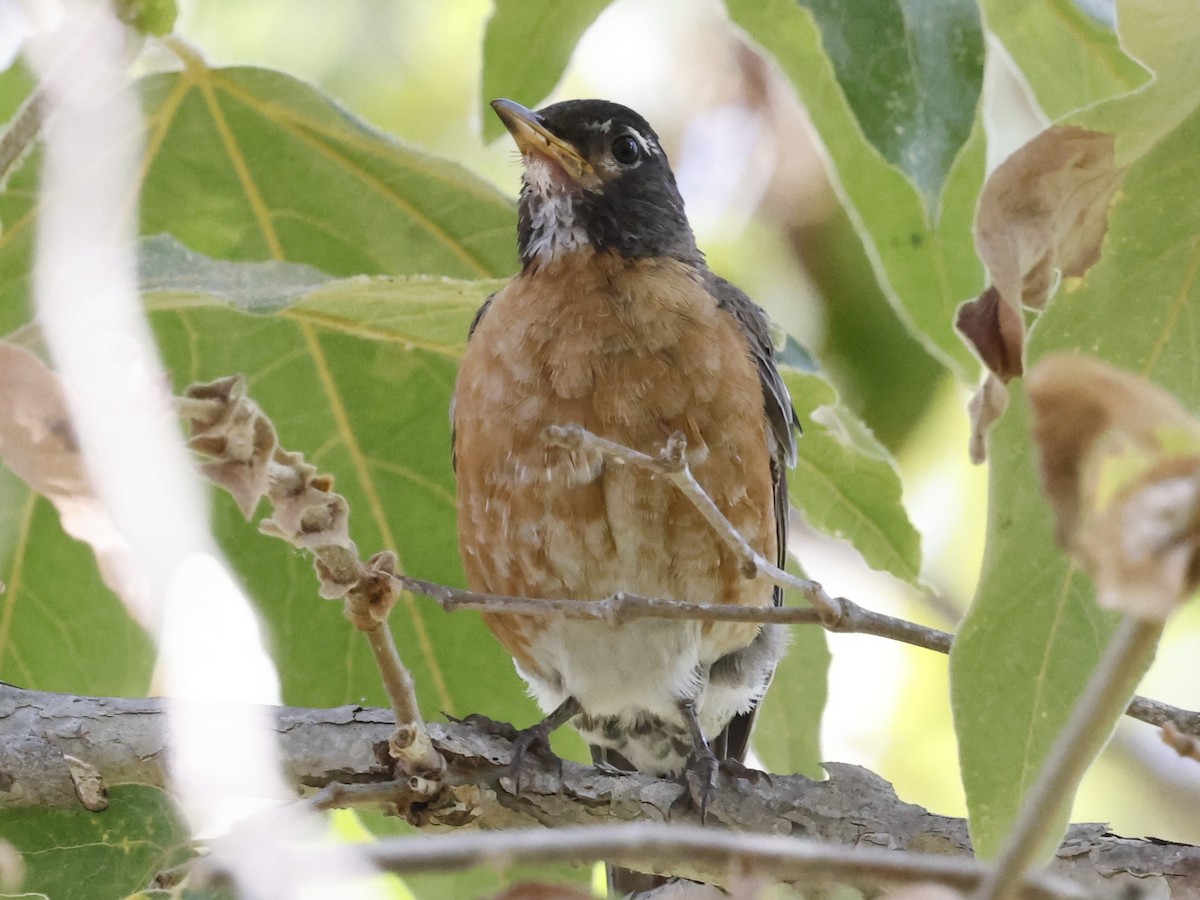 American Robin - ML623095678