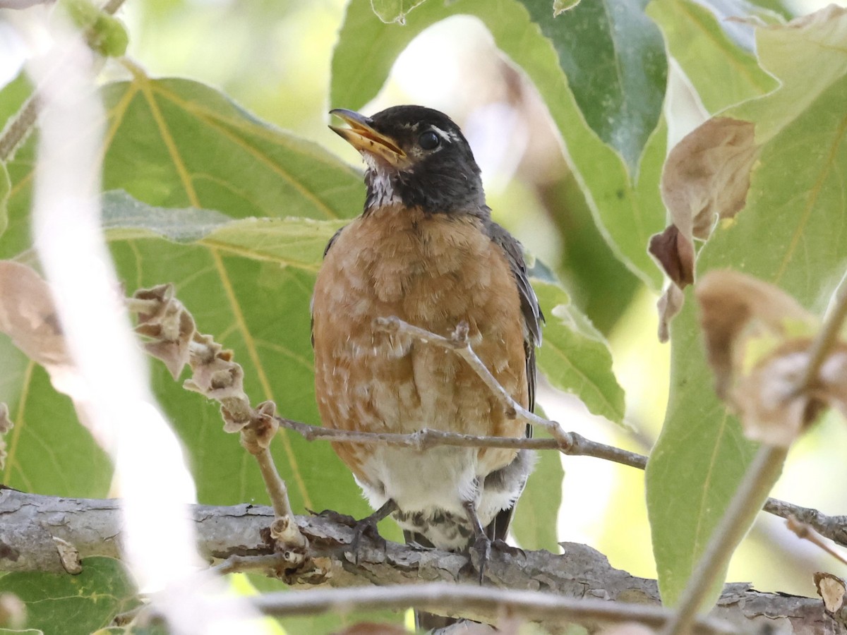 American Robin - ML623095679