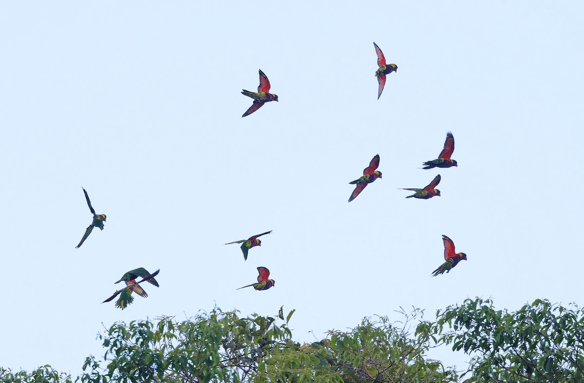 Biak Lorikeet - ML623095724
