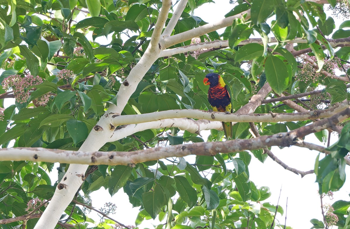 Biak Lorikeet - ML623095725