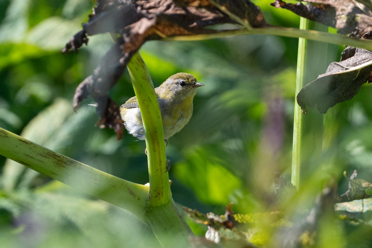 Tennessee Warbler - ML623095731