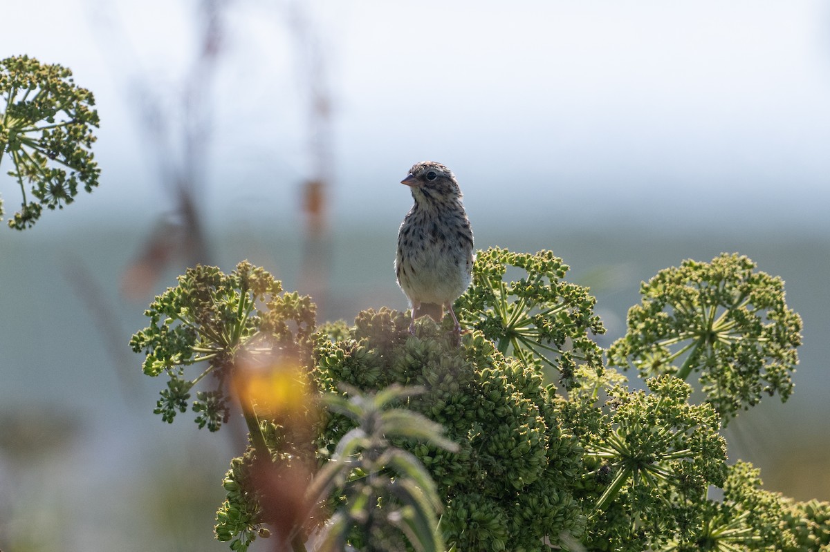 Savannah Sparrow - ML623095733