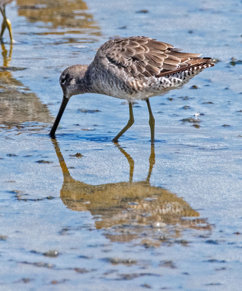 Long-billed Dowitcher - Margaret & Fred Parkes