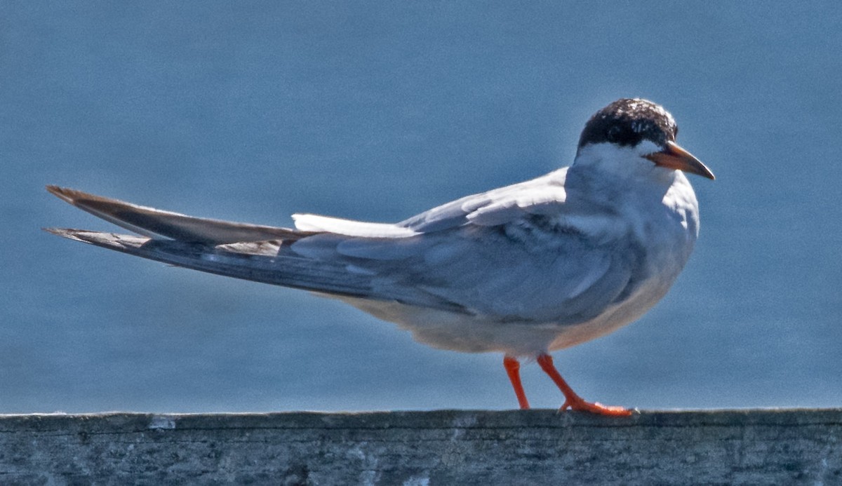 Forster's Tern - ML623095744