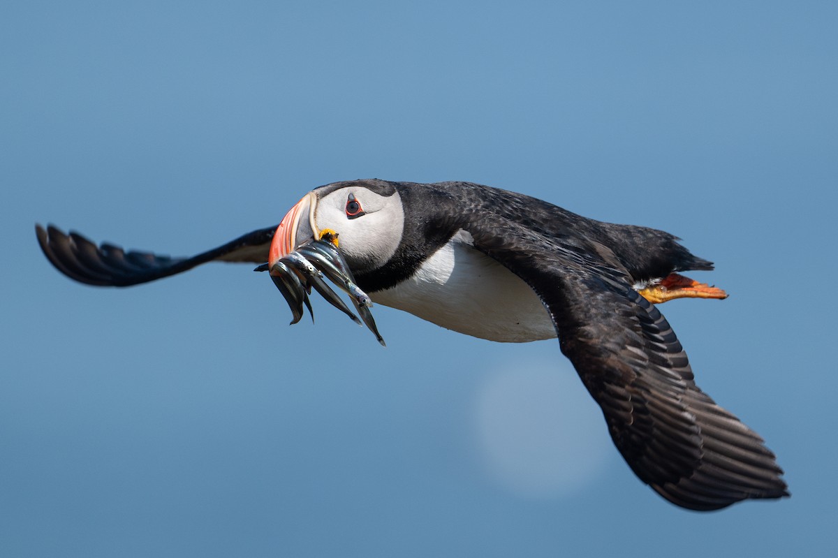 Atlantic Puffin - ML623095751