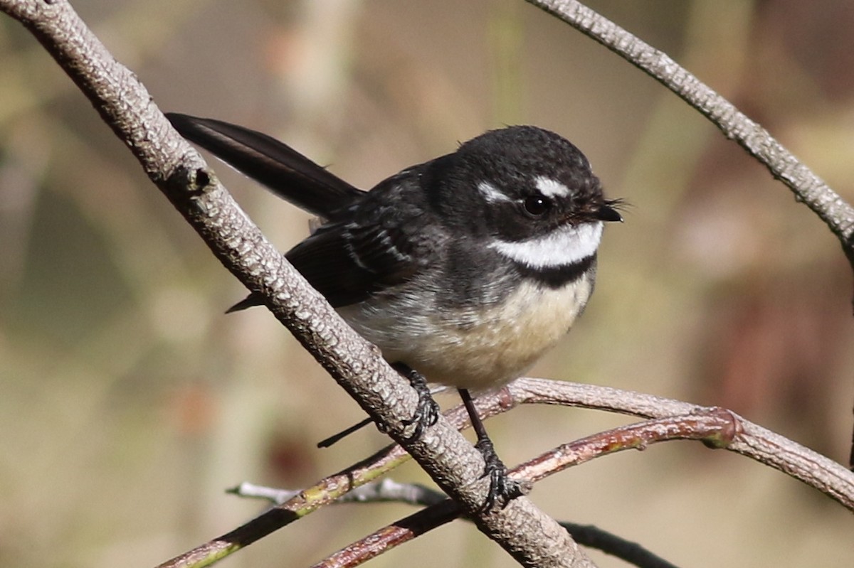 Gray Fantail - ML623095786