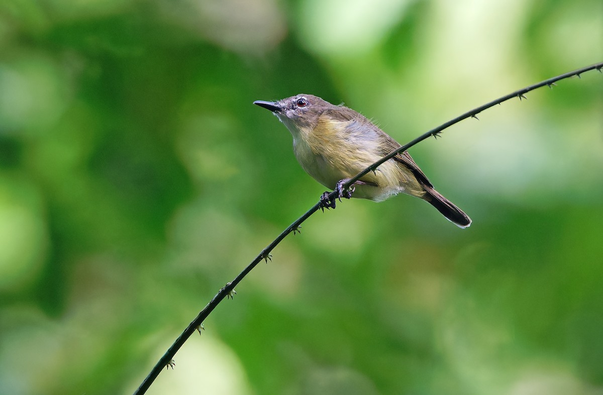 Biak Gerygone - ML623095791